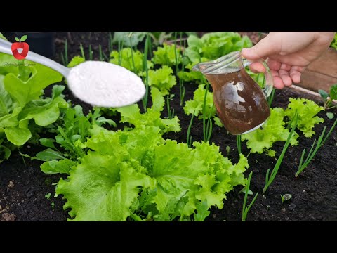 , title : 'Uzgojite bujnu i zdravu zelenu salatu u nekoliko koraka - ovo morate znati !'