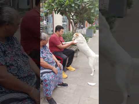 monkey rsinrest #vidushi #doglover #shortsviral