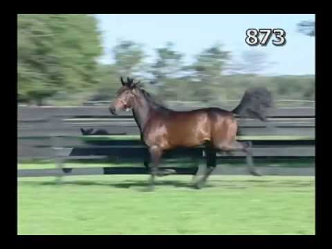 Broad Bahn - as yearling