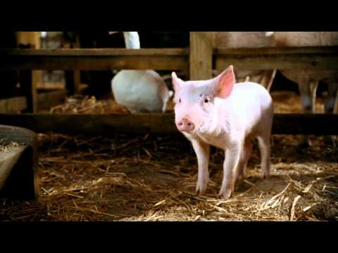 Vorschaubild für Schweinchen Wilbur und seine Freunde Trailer
