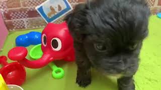 ハーフ犬の動画01