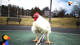 This Rooster Is King Of His House | The Dodo