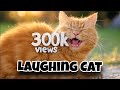 Cat Laughing Meme Template Memes