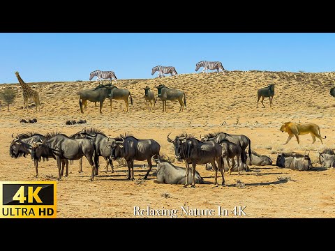 Great Migration 2022