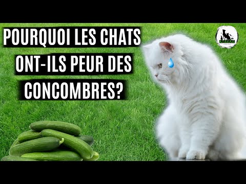 , title : 'POURQUOI LES CHATS ONT-ILS PEUR DES CONCOMBRES?'