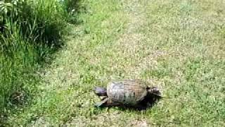 preview picture of video 'Snapping Turtle Runs Away'