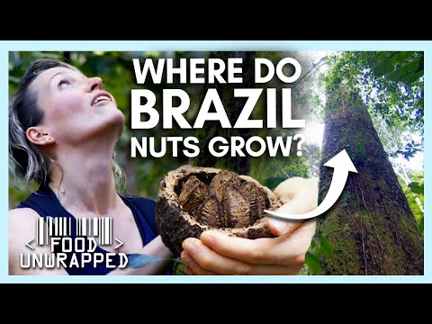 Fresh Brazil Nut