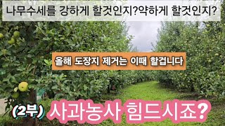 나무 수세를 강하게 할것인지? 약하게 할것인지?올해 도장지 제거는 이때 할겁니다