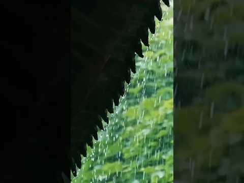 بارش اور کنول کے پھول