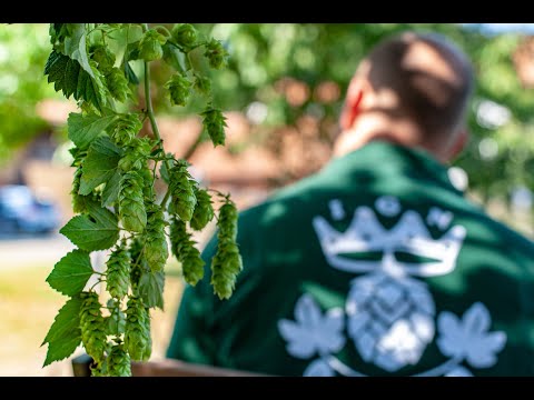 IGN - Hallertau quality hops directly from the grower