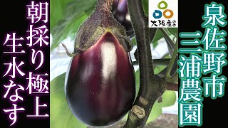 【泉州水なす】大阪・泉佐野市で江戸時代から続く農園「三浦農園」＜商品紹介＞