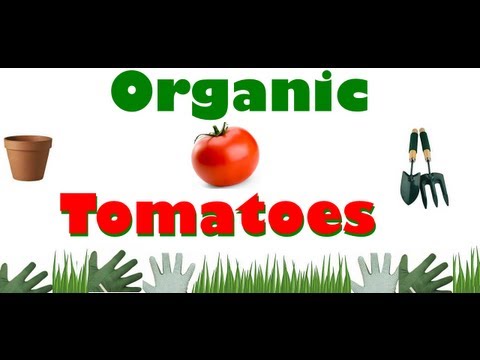 , title : 'Growing Tomatoes Organically in a Tropical Organic Garden - 1'