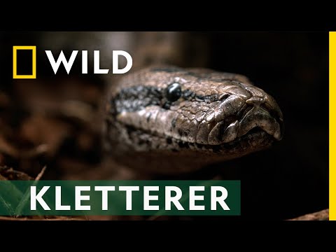 Blitzschnell und ein Kletterkünstler: der Felsenpython | Reich der Schlangen