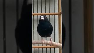 Download lagu BURUNG INDIGO GACOR mp3