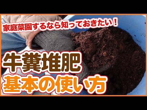 家庭菜園の庭の装飾品で牛糞を使用する方法 ホット堆肥を使用して自分で準備します