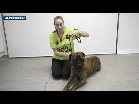 ancol figure of 8 lead