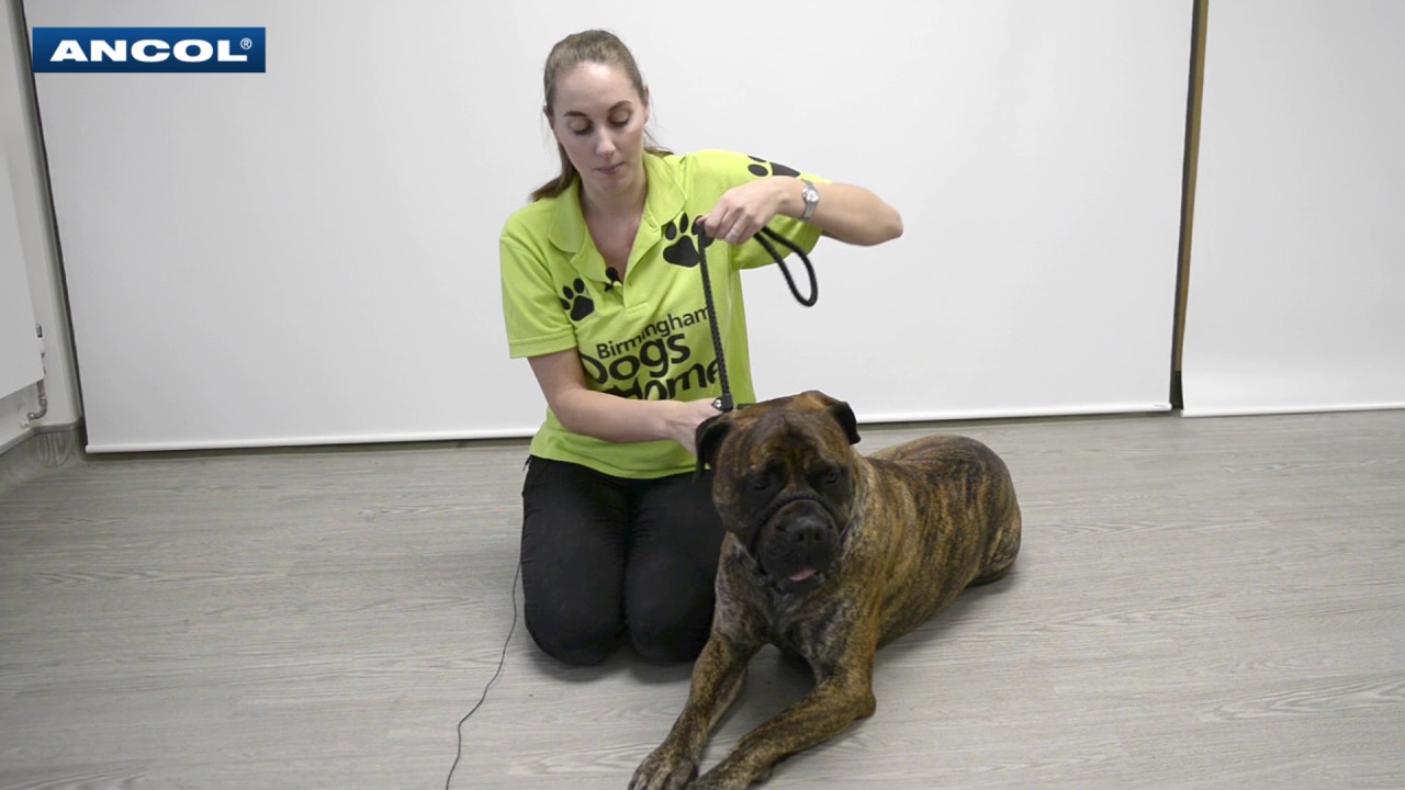 Watch video How to Fit a Figure 8 Lead and Halter Now How to Fit a Figure 8 Lead and Halter