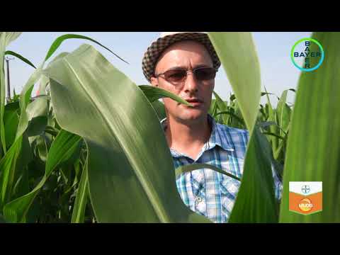Bayer - Testimonial MIRCEA BOTEANU - cultura porumbului