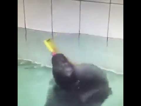 download lagu mp3 mp4 Saxo Seal, download lagu Saxo Seal gratis, unduh video klip Saxo Seal