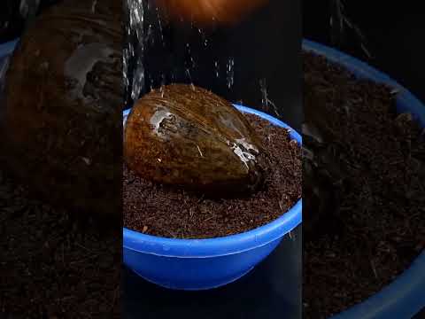 How to germinate Coconut Tree Fast From Seed#Shorts