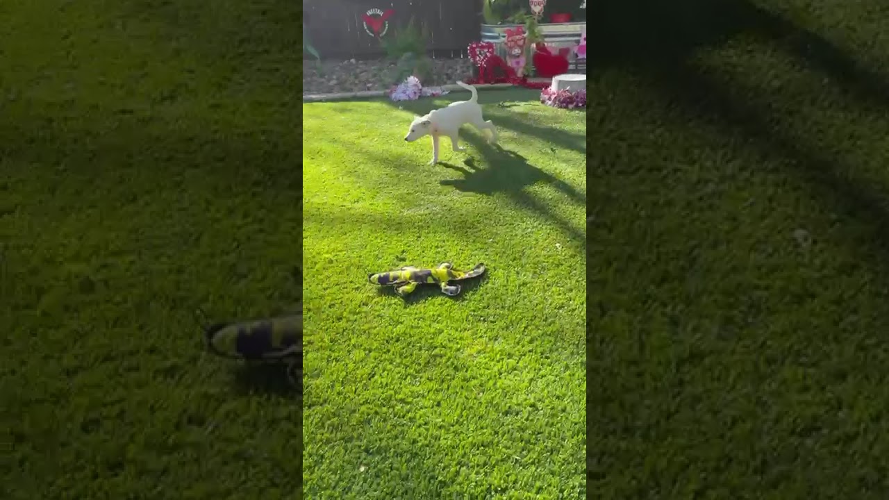 Enlarge Gracie, a ADOPTABLE mixed breed in Southport, CT video 2/5