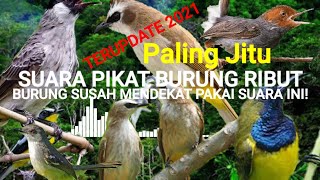 Download lagu SUARA BURUNG RIBUT~BURUNG LIAR SUSAH MENDEKAT PAKAI SUARA INI! mp3 Download lagu SUARA BURUNG RIBUT~BURUNG LIAR SUSAH MENDEKAT PAKAI SUARA INI! mp3