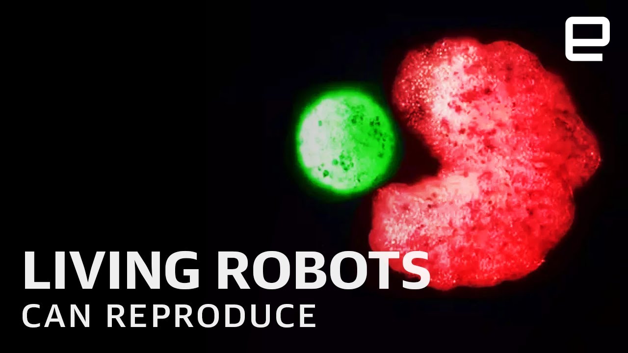 World's first living robots 