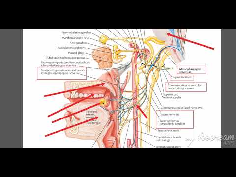 Glossopharyngeal branches 2