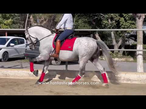 YACO • Lovely Baroque Andalusian stallion son of Yaco de Torreluna doing changes & piaffe