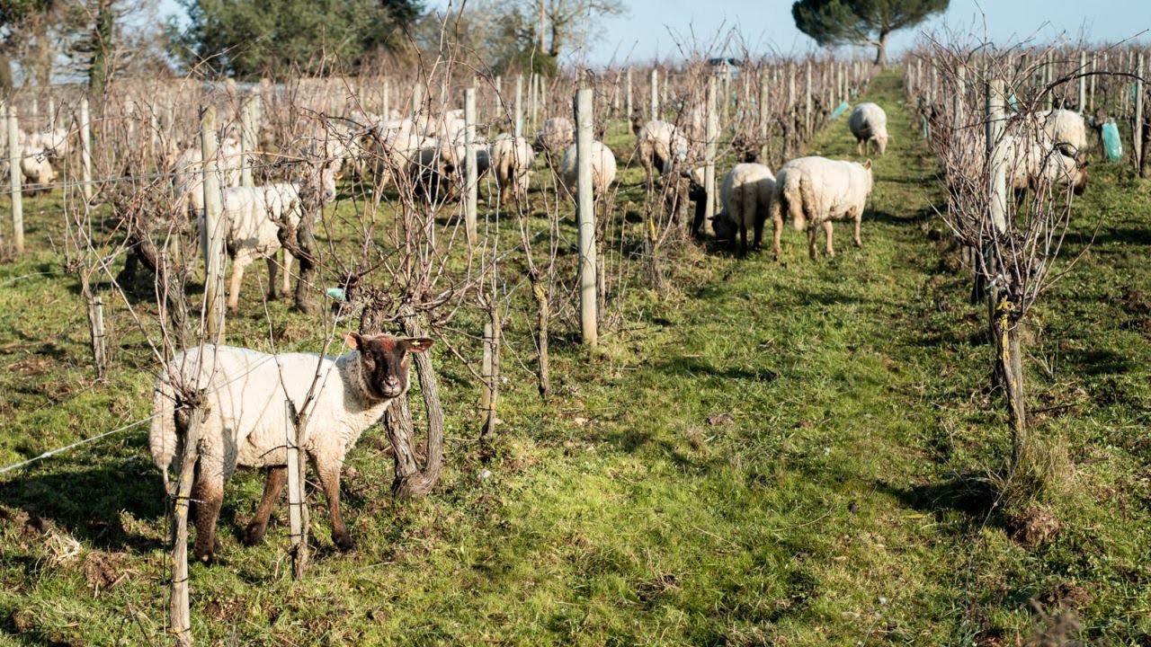 Introduction to The Regenerative Viticulture Foundation