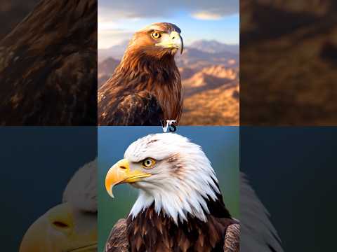 Bald Eagle vs Golden Eagle