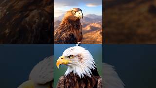 Download lagu Bald Eagle vs Golden Eagle mp3