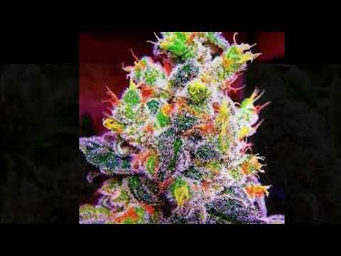 E-Billz ft Nino- Too Much Dope