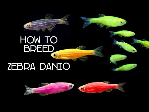 How to BREED Danio : simple steps master in 3 minutes : with English Subtitle : Electric Green Danio