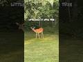 🦌Hungry Little Buck🦌#whitetaildeer #shorts #deer