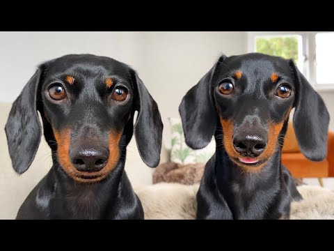 Tongues out, time for treats.