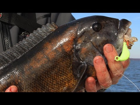 Blackfish Jigging - When Should You Set the Hook?
