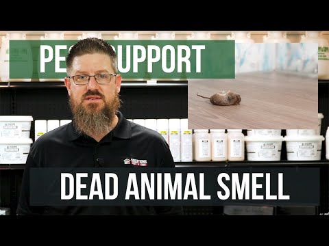 How do I Get Rid of Dead Animal Smells? | Pest Support