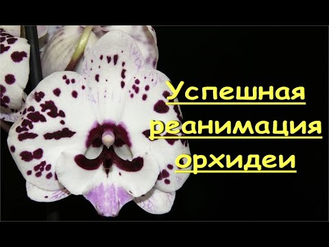 Успешная РЕАНИМАЦИЯ орхидеи В КЕРАМЗИТЕ.Biglip (БигЛип).