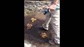 Watering Guide:Trees, Shrubs, Perennials, Groundcover & Annuals