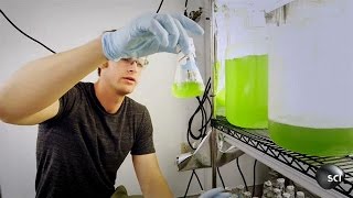 Algae Fuel Could Change the World | World's Strangest