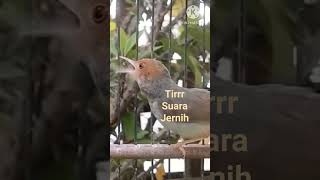 Download lagu PRENJAK BETINA SUARA JERNIH Shorts# mp3 Download lagu PRENJAK BETINA SUARA JERNIH Shorts# mp3