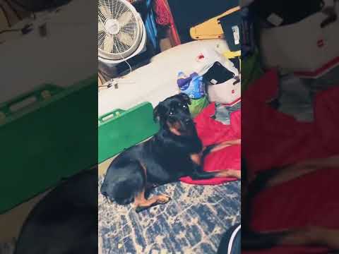 Loyal sometimes I test her awareness not all the time #rottweiler #youtube #readymade