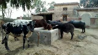 preview picture of video 'Pakistan Punjab Village Agriculture & Cattels|Pakistan  Punjab Village Life|VlOG|by Usama Yasin'