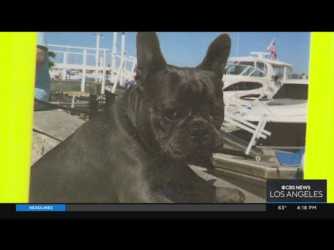 Owners plead for the safe return of French bulldog