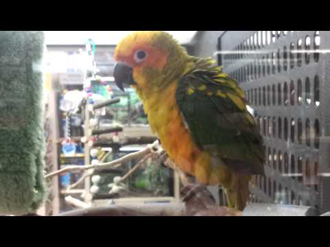 Sun Conure (Parrot)