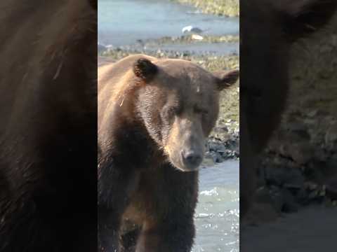 Czy niedźwiedzie zabijają, aby się rozmnażać?