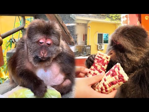 Xingxing Wants It! Xingxing Gets It!