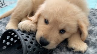 Before I know it ! Here is a Golden Retriever puppy aiming for the owner's slippers