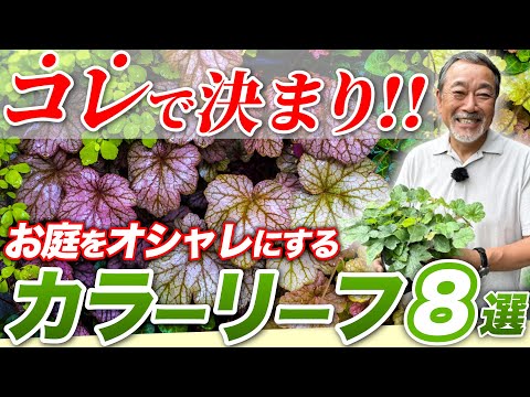 コルヴォコレス リーフについて詳しく解説